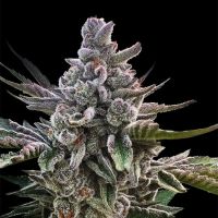 Acai Jelly Feminized Seeds