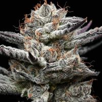 Black Cherry Gushers Cannabis Seeds