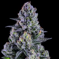 Blue Paya Cannabis Seeds