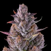 Cherry Guava Feminized Cannabis Seeds