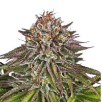 Triple Cheese Feminized Seeds