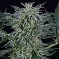 Critical Jack Auto Feminized Seeds