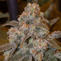 Gorilla Frost Feminized Seeds