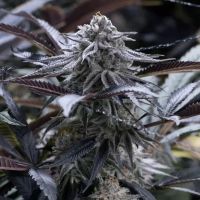 Grape Juice Feminized Seeds