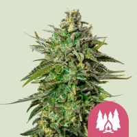 Larry OG Feminized Cannabis Seeds