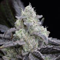 L.A. Vanilla Cake Feminized Seeds