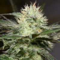 Lemon Sorbet Feminized Seeds