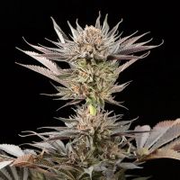 Lemon Tree 2.0 Feminized Seeds