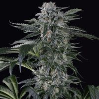 Moby Dick Auto Feminized Seeds