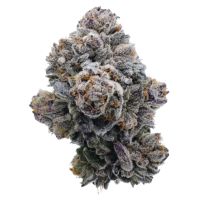 Pink Glitterbomb Feminized