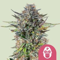 Royal Queen Pink Gorilla Feminized Seeds