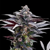 Pink Sunset Feminized Seeds