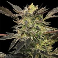 Pink Sunset Auto Feminized Seeds