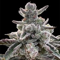 Polar Gelato Feminized Seeds