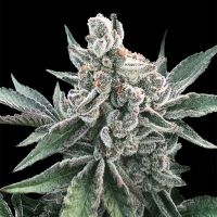 Polar Gelato Auto Feminized Seeds