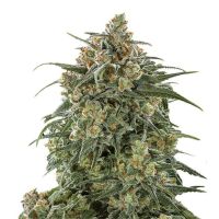 Sherbet Triploid Feminized Seeds