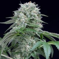 Starfire OG Feminized Seeds