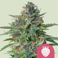 Strawberry Cough Feminized Cannabis Seeds