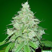 THC Fritters Autoflower Seeds