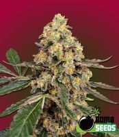 THC Fritters Feminized Seeds