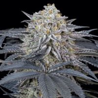 Watermelon Runtz Feminized Seeds