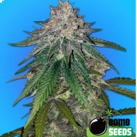 Zkittlez Gum Bomb Seeds