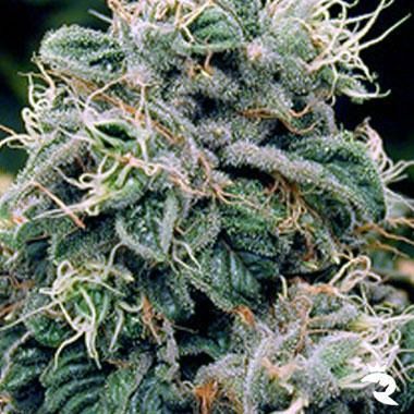 Blueberry Feminised Seeds