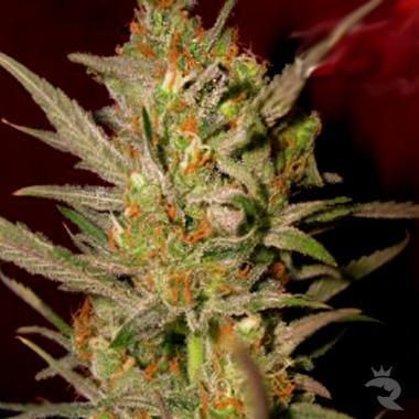 DNA Genetics Sweet Haze Feminised