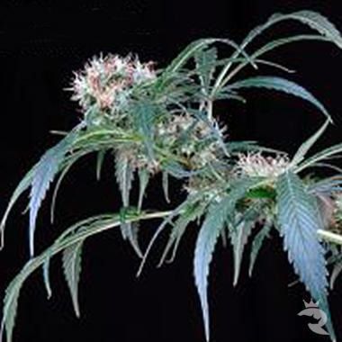 White Widow Seeds