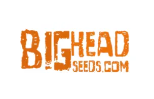 Big Head Seeds Feminized