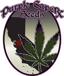 Purple Caper